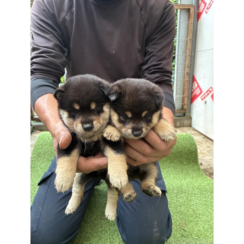 販売中の大分県の豆柴-423563の2枚目