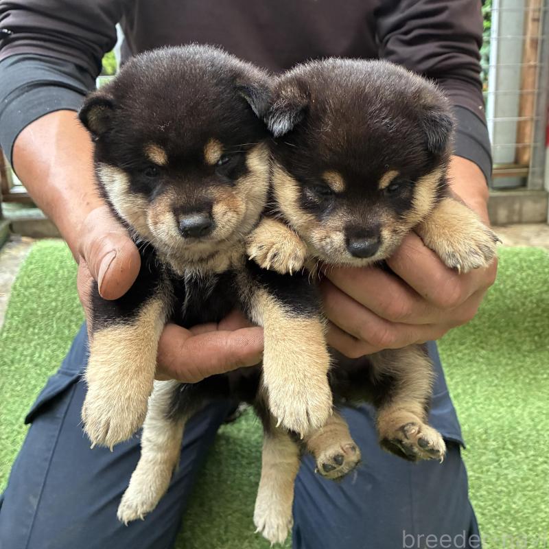 販売中の大分県の豆柴-423563の1枚目