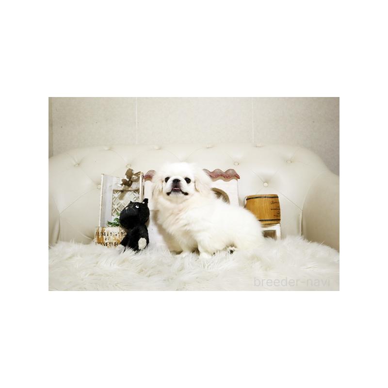 販売中の佐賀県のペキニーズ-411723の5枚目