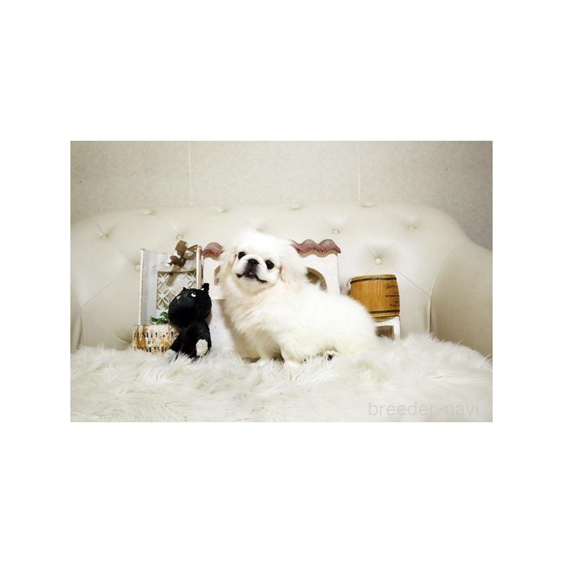 販売中の佐賀県のペキニーズ-411723の4枚目