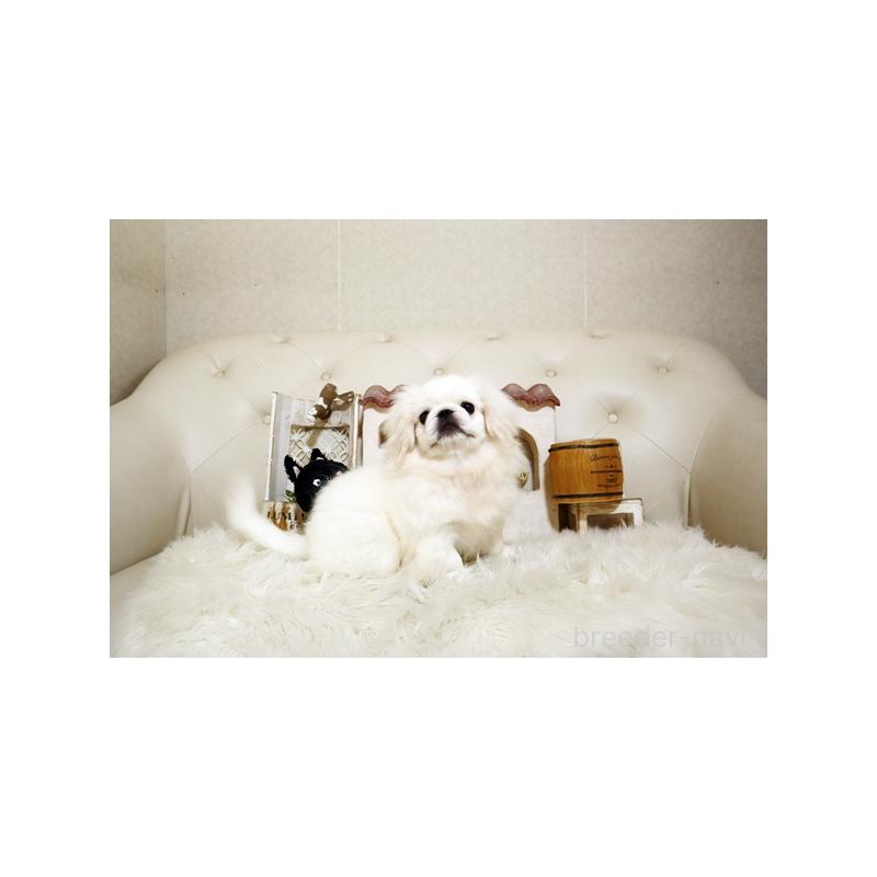 販売中の佐賀県のペキニーズ-411723の3枚目