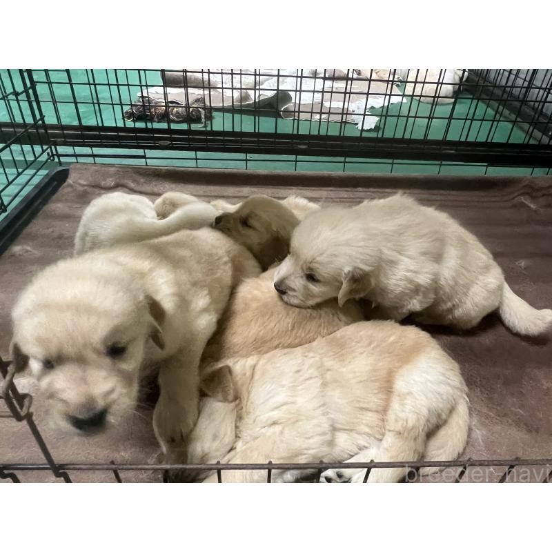 販売中の鹿児島県のゴールデンレトリーバー-418150の2枚目