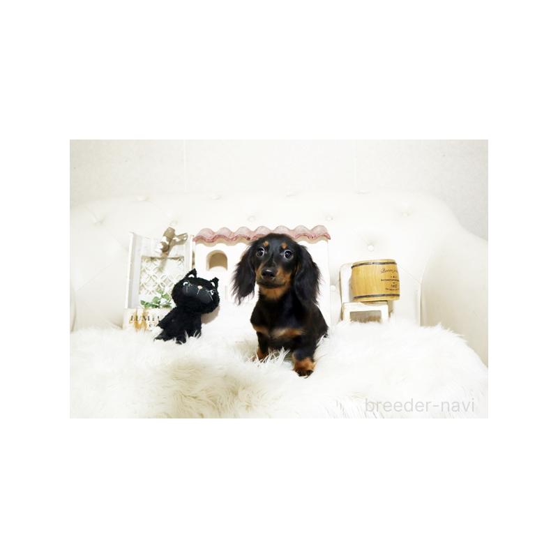 成約済の佐賀県のミニチュアダックスフンド(ロングヘアード)-411699の4枚目