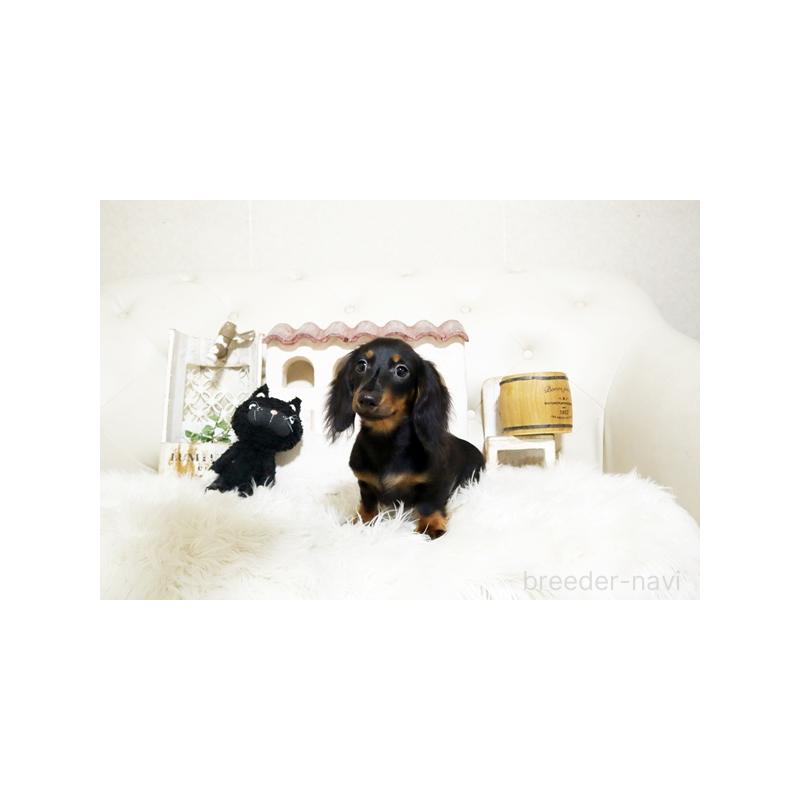 成約済の佐賀県のミニチュアダックスフンド(ロングヘアード)-411699の3枚目