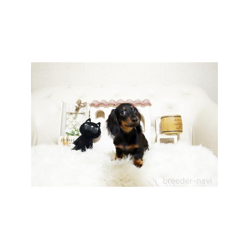 成約済の佐賀県のミニチュアダックスフンド(ロングヘアード)-411699の2枚目