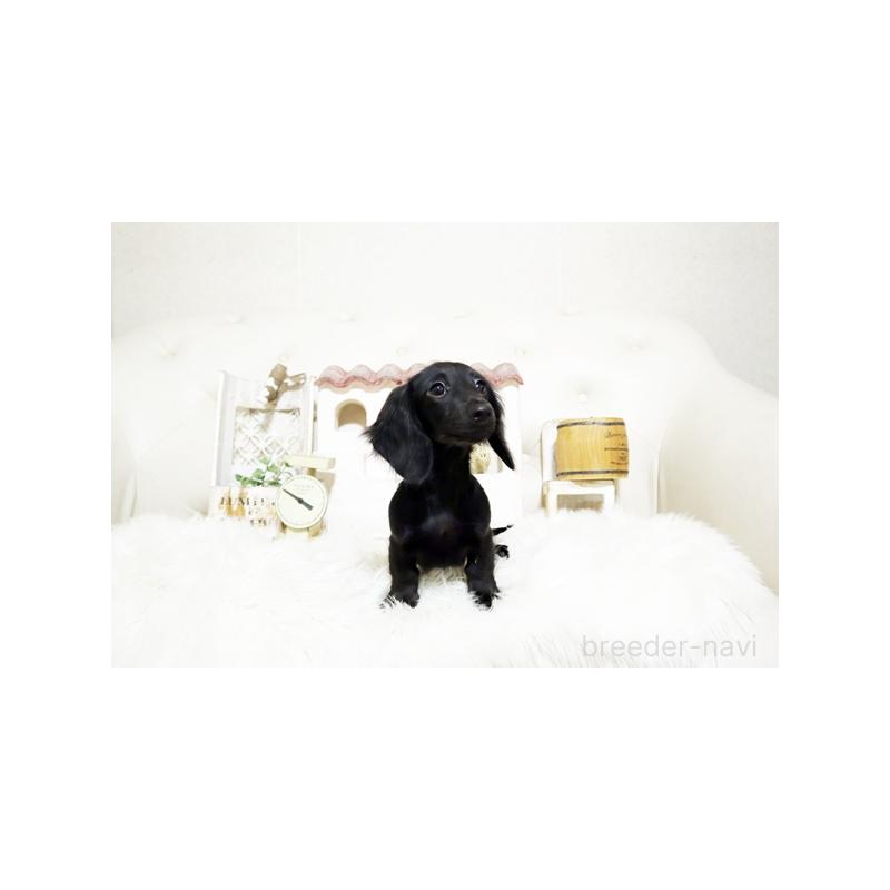 成約済の佐賀県のミニチュアダックスフンド(ロングヘアード)-411701の5枚目