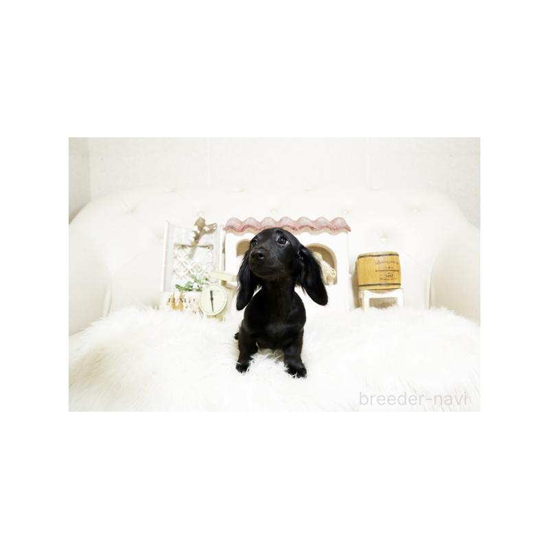 成約済の佐賀県のミニチュアダックスフンド(ロングヘアード)-411701の4枚目