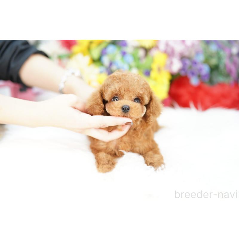 販売中の埼玉県のトイプードル-423565の5枚目