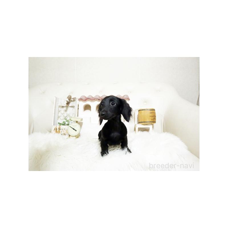 成約済の佐賀県のミニチュアダックスフンド(ロングヘアード)-411701の3枚目