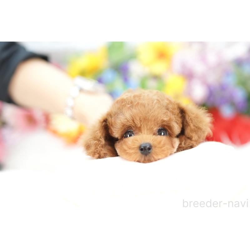 販売中の埼玉県のトイプードル-423565の4枚目