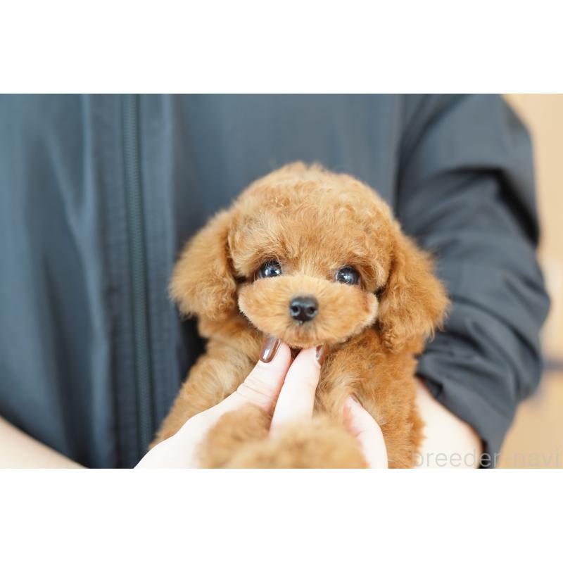 販売中の埼玉県のトイプードル-423565の3枚目