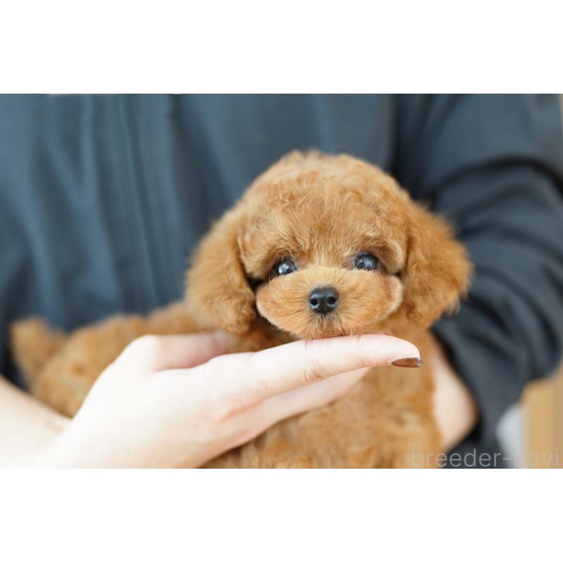 販売中の埼玉県のトイプードル-423565の2枚目