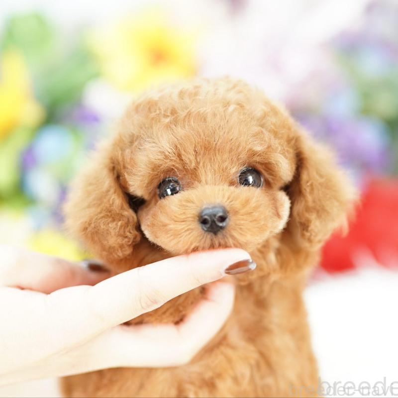 販売中の埼玉県のトイプードル-423565