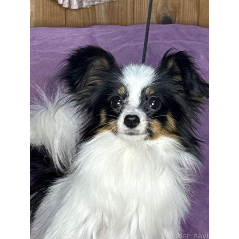 販売中の三重県のパピヨン-423567の5枚目