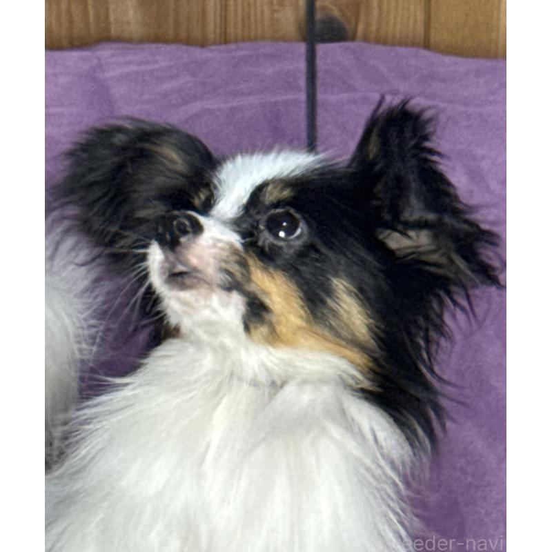 販売中の三重県のパピヨン-423567の4枚目