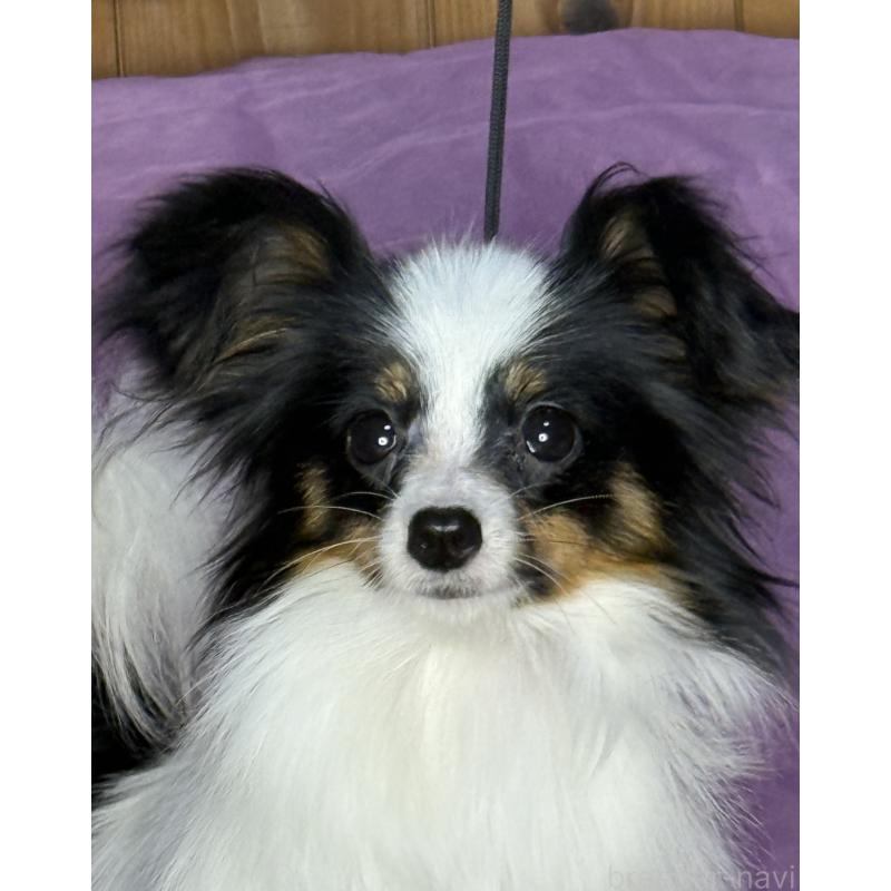 販売中の三重県のパピヨン-423567の3枚目