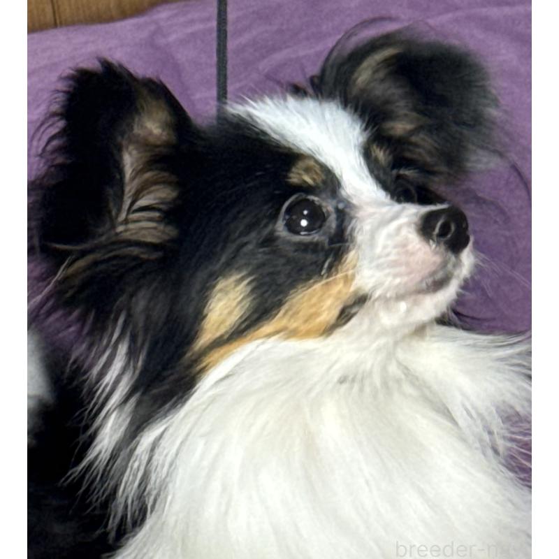 販売中の三重県のパピヨン-423567の2枚目