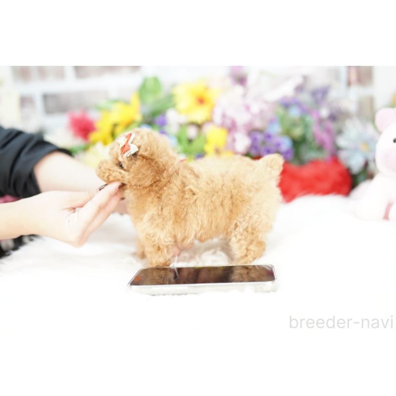 販売中の埼玉県のトイプードル-423566の4枚目
