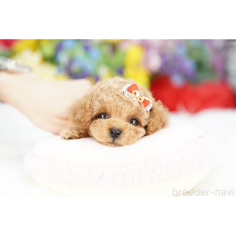 販売中の埼玉県のトイプードル-423566の3枚目