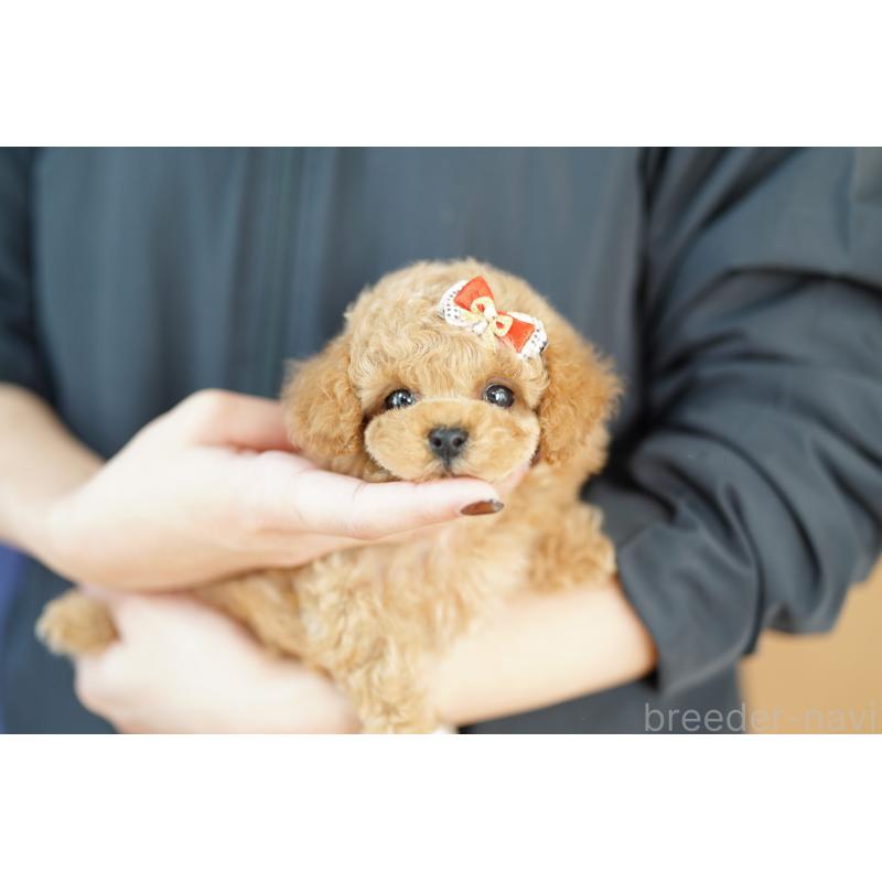 販売中の埼玉県のトイプードル-423566の2枚目