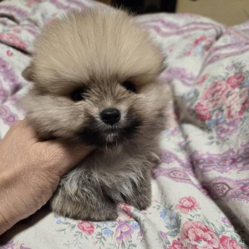 販売中の京都府のポメラニアン-423454