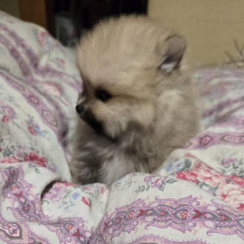 販売中の京都府のポメラニアン-423454の5枚目