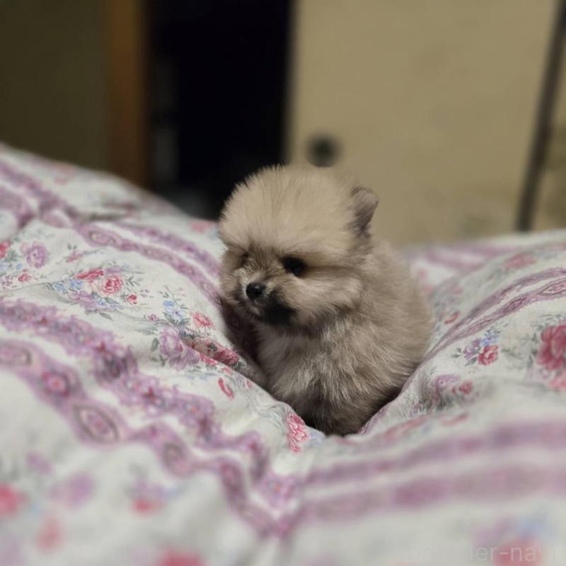 販売中の京都府のポメラニアン-423454の4枚目