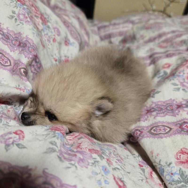 販売中の京都府のポメラニアン-423454の3枚目