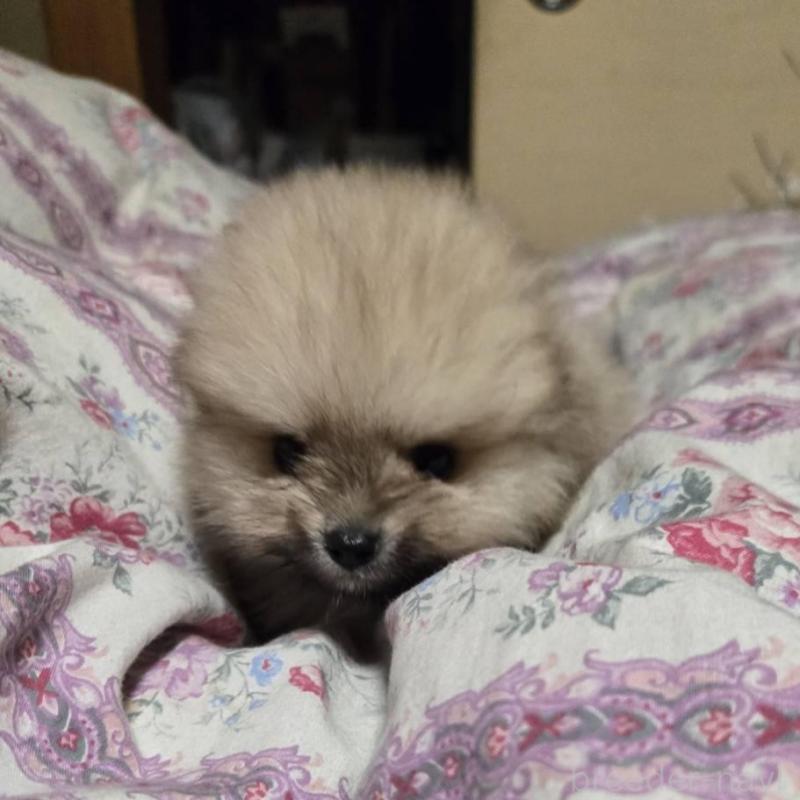 販売中の京都府のポメラニアン-423454の2枚目