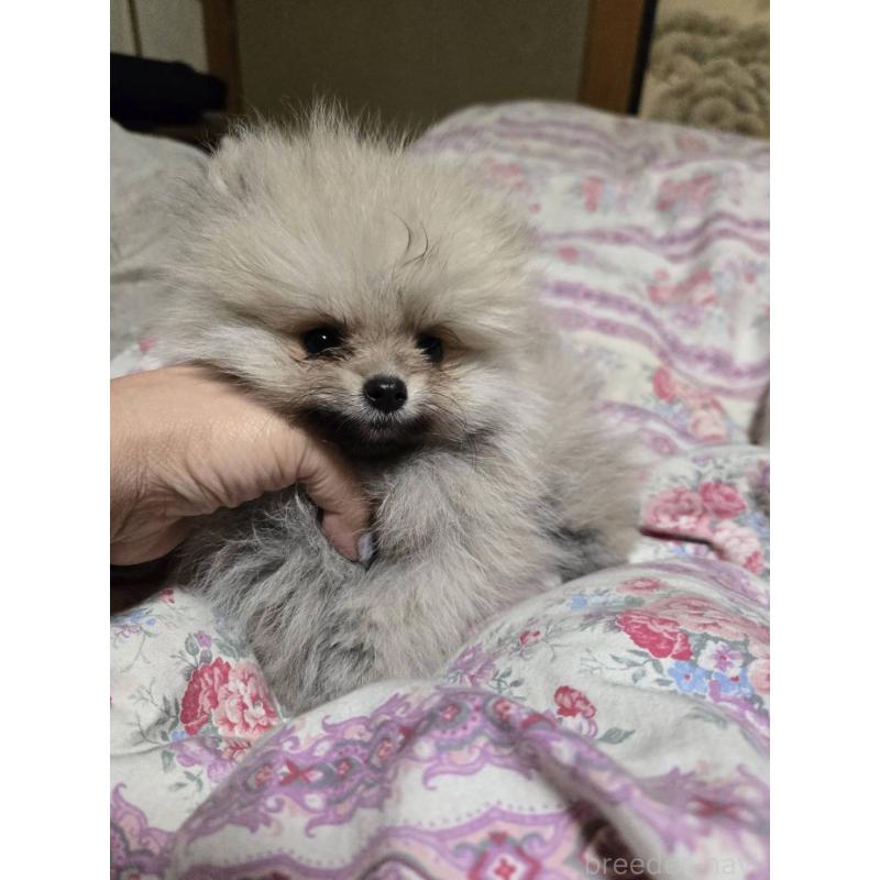 販売中の京都府のポメラニアン-423573の5枚目