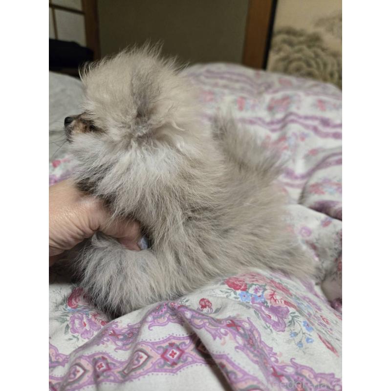 販売中の京都府のポメラニアン-423573の4枚目