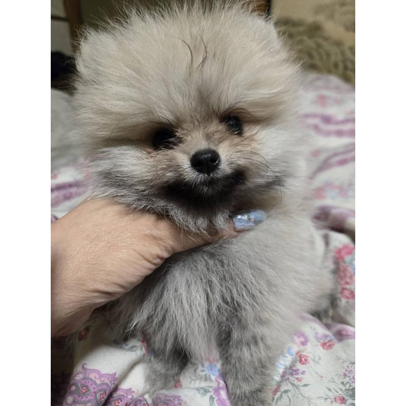 販売中の京都府のポメラニアン-423573の2枚目