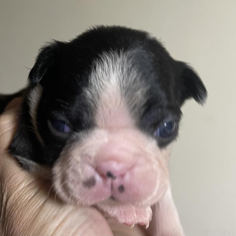 成約済の岡山県のボストンテリア-420310の4枚目