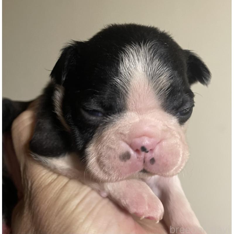 成約済の岡山県のボストンテリア-420310の3枚目