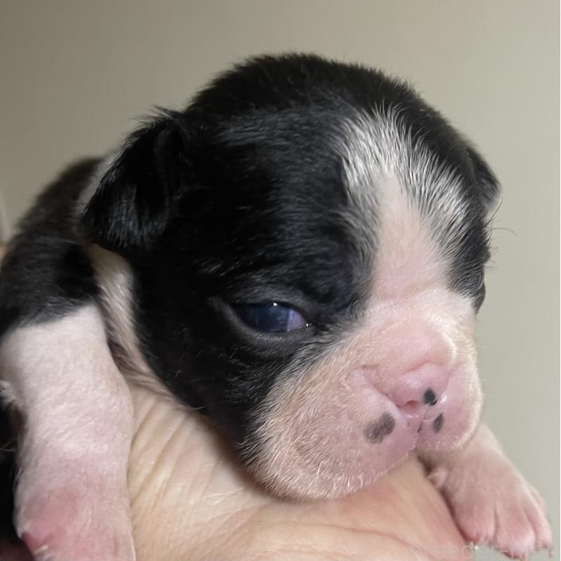 販売中の岡山県のボストンテリア-420310