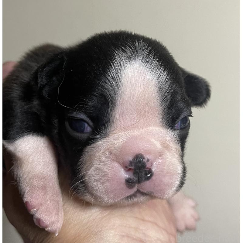 販売中の岡山県のボストンテリア-420781