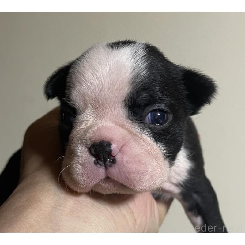 成約済の岡山県のボストンテリア-419605の5枚目
