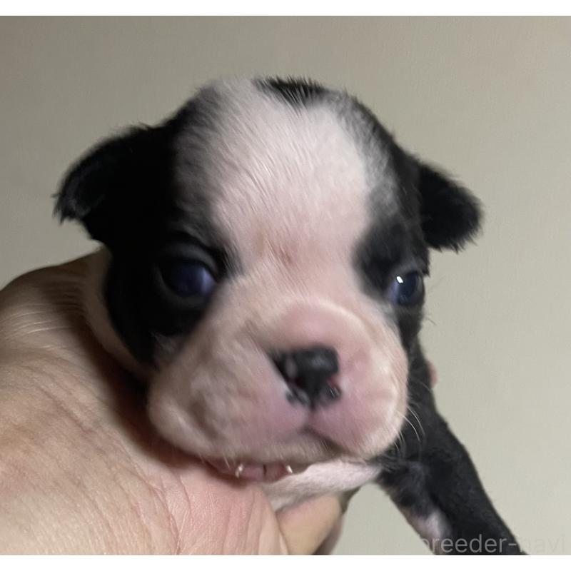 成約済の岡山県のボストンテリア-419605の4枚目