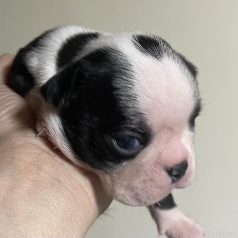 成約済の岡山県のボストンテリア-419605の3枚目