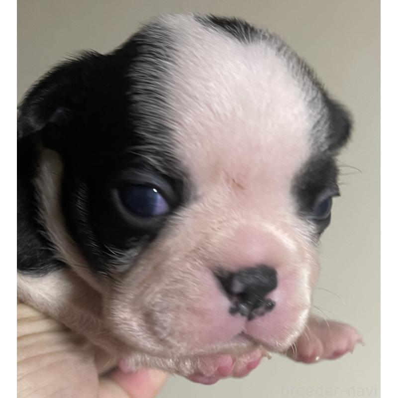 販売中の岡山県のボストンテリア-419605