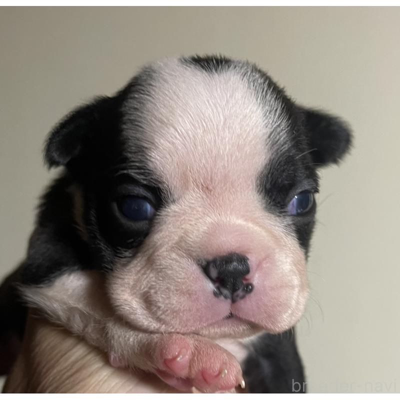 販売中の岡山県のボストンテリア-419605