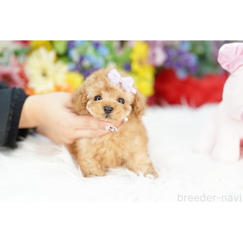 販売中の埼玉県のトイプードル-423575の5枚目
