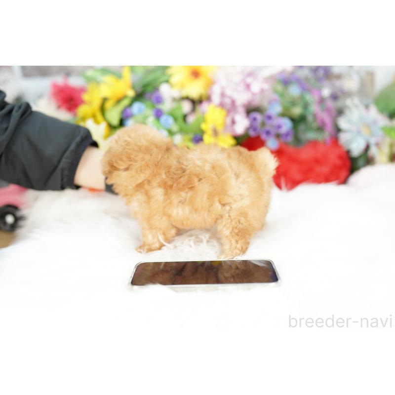 販売中の埼玉県のトイプードル-423575の4枚目