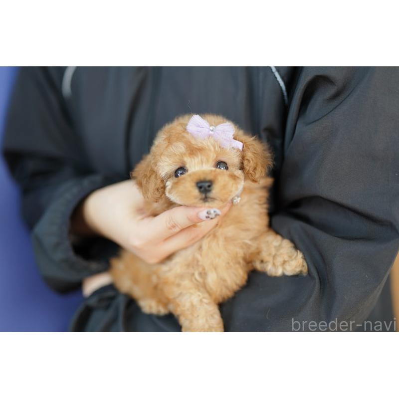 販売中の埼玉県のトイプードル-423575の2枚目