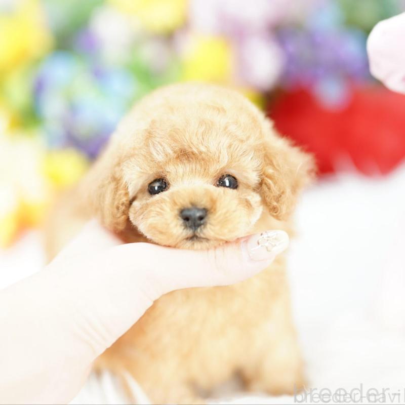 販売中の埼玉県のトイプードル-423575