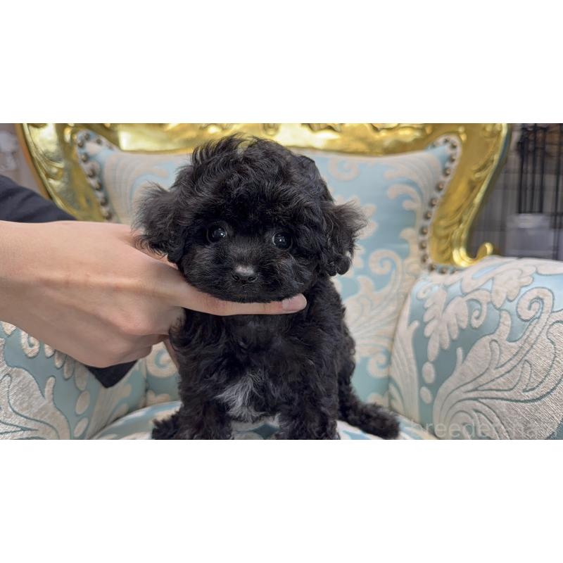 販売中の新潟県のティーカッププードル-423588の3枚目