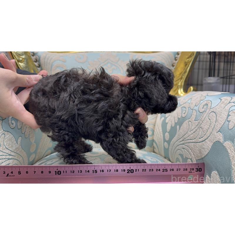 販売中の東京都のティーカッププードル-423577の4枚目