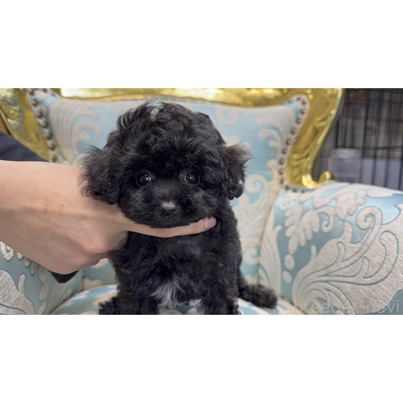 販売中の東京都のティーカッププードル-423577の3枚目