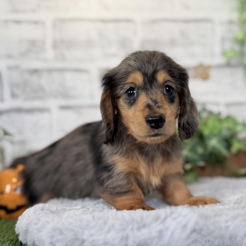 販売中の埼玉県のミニチュアダックスフンド(ロングヘアード)-423578