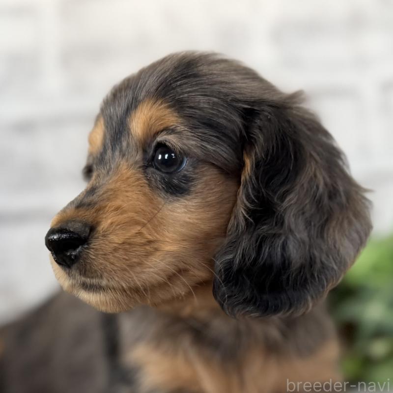 販売中の埼玉県のミニチュアダックスフンド(ロングヘアード)-423578の13枚目